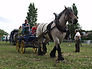 Trekpaardenhappening 2011