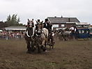 Trekpaardenhappening